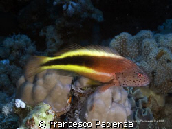 Blackhawkfish on heavy coral. Taken with Nikon D60 in Eas... by Francesco Pacienza 